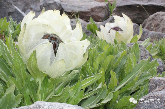 在武侠小说中,刚摘下的千年雪莲简直就如太上老君的仙丹,实乃居家旅行
